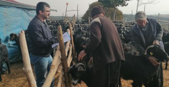 ANAÇ KOYUN-KEÇİ DESTEK MÜRACAAT SÜRESİ UZATILDI