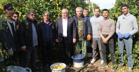 BAŞKAN TOLLU: “LİMON TÜKETİN, HASTALIKLARDAN KORUNUN!”