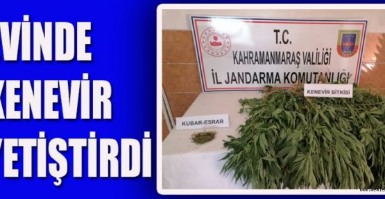 EVİNDE KENEVİR YETİŞTİRDİ YAKAYI ELE VERDİ