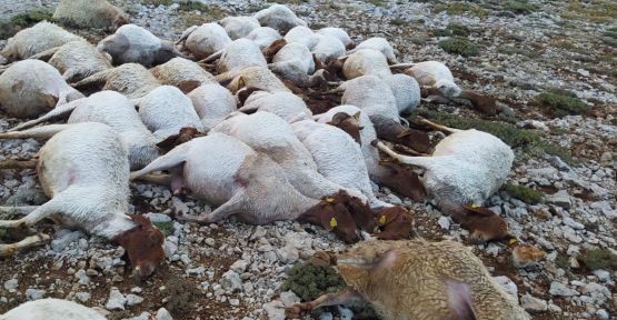 YILDIRIM DÜŞTÜ 82 KOYUN TELEF OLDU