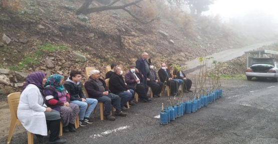 KALEKAYA MAHALLESİNDE CEVİZ FİDANI DAĞITIMI