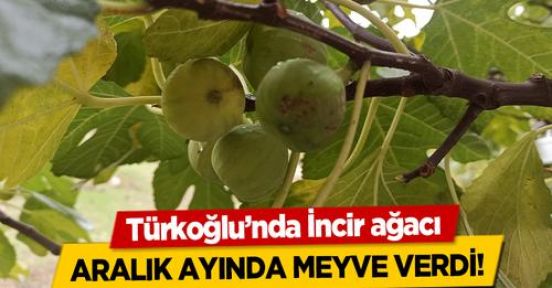 BU MEVSİMDE İNCİR OLUR MU? YOKSA KIYAMET YAKIN MI?