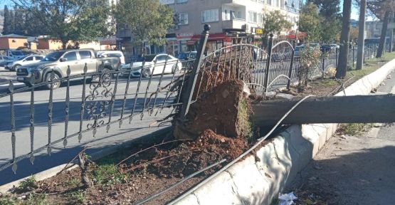 ŞİDDETLİ RÜZGAR ÇATILARI UÇURDU AĞAÇLARI SÖKTÜ
