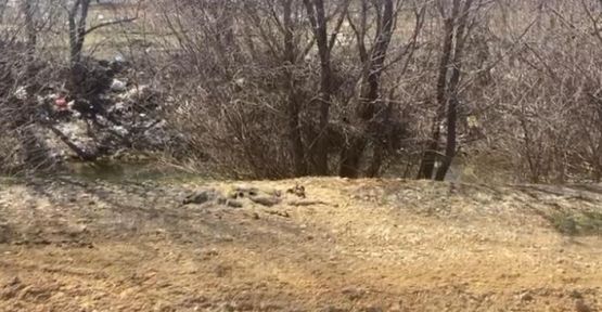 KÖPEK ÖLÜMLERİ TEPKİ ÇEKTİ