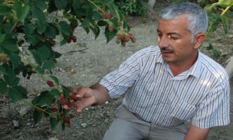 BAŞKANDI, BÖĞÜRTLEN ÜRETİCİSİ OLDU