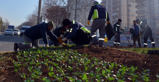 BÜYÜKŞEHİR SÜMBÜL VE LALE SOĞANLARINI TOPRAKLA BULUŞTURUYOR