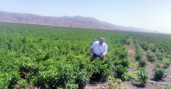 BÜYÜKŞEHİR’DEN MARAŞ BİBERİ’NE DESTEK