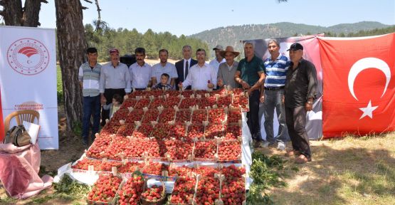 ÇİLEK HASADI, TARLA GÜNÜ İLE BAŞLADI