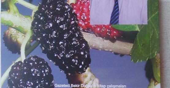 DUT AĞACI DUT VERİR YAPRAĞINI KIT VERİR!
