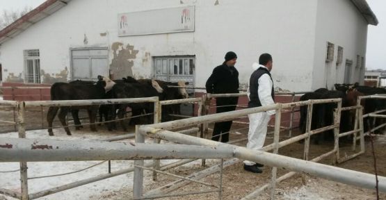  GENÇ ÇİFTÇİ PROJESİ KAPSAMINDA DAMIZLIK BÜYÜKBAŞ HAYVANLAR TESLİM