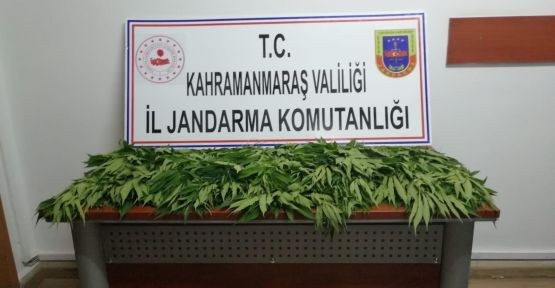 JANDARMA’DAN KENEVİR OPERASYONU