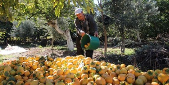 KAHRAMANMARAŞ’TA HURMANIN HASADI BAŞLADI