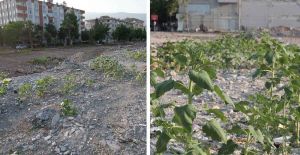 DEPREMDE YIKILAN DÜKKÂN AYÇİÇEKLERİ AÇTI